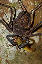 Tail-less whip scorpion (Phrynus whitei) feeing on insect, Santa Rosa National Park, Costa Rica, August