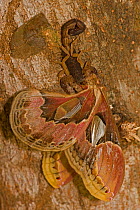 Central american bark scorpion (Centruroides margaritatus) feeding on Lebeau's rothschildia / Forbe's silkmoth (Rothschildia lebeau) Costa Rica, August