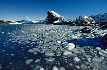 Pancake sea ice, Signy Island, Antarctica. This is formed when slabs of ice that are forming are jostled by the wind and or movement of the sea.  The pancakes of ice bash against each other around th...