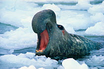 Adult male Elephant Seal (Mirounga leonina) at the surface roaring. Antarctica, Signy Island. Freeze Frame book plate page 203.
