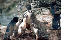 Adelie Penguin chicks (Pygoscelis adeliae) begging an adult for food. Antarctic Peninsula. Freeze Frame book plate page 57.