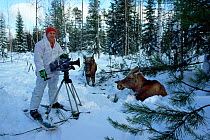 Cameraman Doug Allan on location filming young Moose (Alces alces). Utchka, Siberia, Russia, March 1991. Freeze Frame book plate page 31.