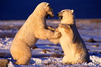 Two young male Polar Bears (Ursus maritimus) play fighting. Hudson Bay, Churchill, Canada. Frame book plate page 99.