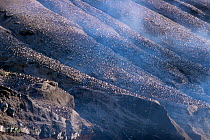 Colonies of Chinstrap and Macaroni Penguins (Eudyptes chrysolophus) on the slopes of active volcano, Zavadovski Island, South Sandwich group, Antarctica. Freeze frame book plate page 154.