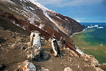 Chinstrap Penguins (Pygoscelis antarcticus) on the slopes of active volcano. Zavodoski Island, South Sandwich Group, Antarctic. Freeze Frame book plate page 157.