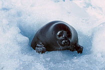 Baikal Seal (Pusa sibirica) emerging from hole in the lake ice. Lake Baikal, Siberia, Russia. Freeze frame book plate page page 49.
