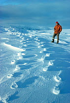 Man standing beside raised footprints in the snow, caused when the wind blows away the lose snow leaving the compacted snow, Signy Island, South Orkney Islands, Antarctica, September, Freeze Frame boo...