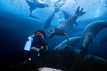 Rick Price filming Crabeater seals (Lobodon carcinophagus) underwater, several seals are pulling kelp from the seabed, Normanna Strait, Signy Island, South Orkney Islands, Antarctica, August, Freeze F...
