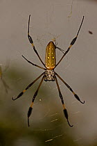 Female Golden orb web spider (Nephila clavipes) in web, Costa Rica