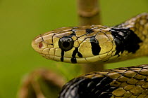 Tropical / Yellow rat snake (Spilotes pullatus) head, Costa Rica