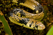 Tropical / Yellow rat snake (Spilotes pullatus) Costa Rica