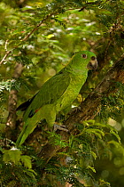 Yellow naped amazon parrot (Amazona auropalliata) perched on branch, Costa Rica, Captive