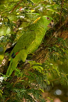 Yellow naped amazon parrot (Amazona auropalliata) perched on branch, Costa Rica, Captive