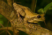 Mexican tree frog (Smilisca baudinii) on branch, Costa Rica