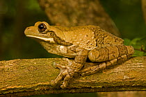 Mexican tree frog (Smilisca baudinii) on branch, Costa Rica