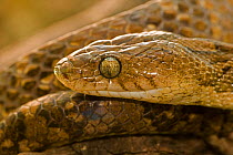 Lyre snake (Trimorphodon biscutatus) portrait, Costa Rica