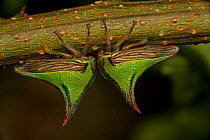 Two Thornbugs (Umbonia sp) on underside of twig, Costa Rica