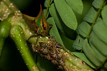 Thorn bug (Umbonia sp) guarding young, Costa Rica