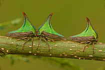 Three Thorn bugs (Umbonia sp) on twig, Costa Rica
