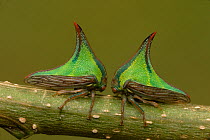 Two Thorn bugs (Umbonia sp) on twig, Costa Rica,