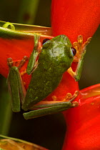 Gliding leaf frog (Agalychnis spurrelli) on heliconia plant, Costa Rica