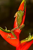 Gliding leaf frog (Agalychnis spurrelli) on heliconia plant, Costa Rica