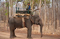 Mahout on Indian elephant (Elephas maximus) Pench National Park, Madhya Pradesh, India, 2005
