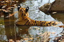 Bengal tigress (Panthera tigris tigris) rear view of her resting in pool, Pench National Park, Madhya Pradesh, India