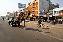 Domestic camel pulling along cart on main road, Rajasthan, India, 2010
