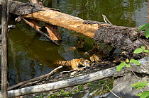 Bengal tigress (Panthera tigris tigris) mother and three large cubs cool off in pool, Pench National Park, Madhya Pradesh, India