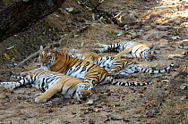 Bengal tigers (Panthera tigris tigris) mother with three large cubs, 22 months old, Pench National Park, Madhya Pradesh, India