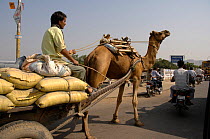 Domestic camel pulling cart in traffic, Rajasthan, India, 2005