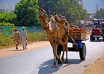 Domestic camel carrying bricks on cart, Rajasthan, India, 2005