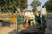 Domestic cow transported in back of cart on main road, Maharastra, India, 2005