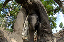 Wide angle view of baby Indian elephant, domesticated (Elephas maximus indicus), just a few days old standing below mother's legs, Pench Tiger Reserve, Madhya Pradesh, India