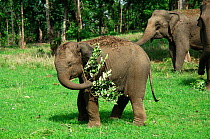 Baby Indian elephant (Elephas maximus) cooling  off using branch to brush back, Pench National Park, Madhya Pradesh, India
