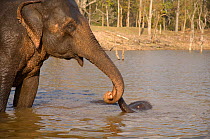 Baby Indian elephant (Elephas maximus) bath time with mother, Pench National Park, Madhya Pradesh, India.