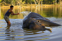 Domesticated Indian elephant (Elephas maximus) having a bath in water with mahout, Pench National Park, Madhya Pradesh, India, 2005