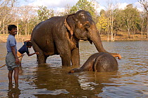Domesticated Indian elephant (Elephas maximus) mother and young having a bath in water with mahouts, Pench Tiger Reserve, Madhya Pradesh, India, 2006