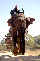 Working Indian elephants (Elephas maximus) with howdahs and Mahouts, Pench National Park, Madhya Pradesh, India, 2005