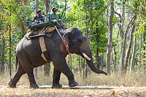 Domestic Indian elephant (Elephas maximus)with Howdah and park guard, Pench National Park, Madhya Pradesh, India, 2005-6