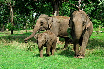 Domesticated Indian elephant family (Elephas maximus) Pench National Park, Madhya Pradesh, India