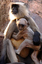 Hanuman / Northern plains grey langur monkey and young (Semnopithecus entellus) India