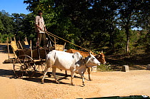 Man driving ox cart down road, Madhya Pradesh, India, 2005