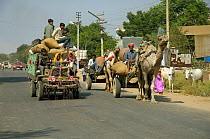 Camel carts and motor transport share the road, Rajasthan, India, 2005