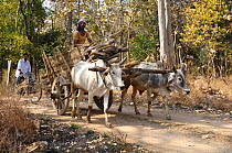 Man driving ox cart, carrying wood load, Madhya Pradesh, India, 2006