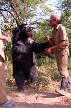 Sloth bear (Melursus ursinus) formerly a dancing bear, used for tourists, now rescued and playing with a keeper, India, 2005