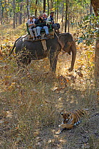 Bengal tiger (Panthera tigris tigris) watched by tourists on Indian elephant (Elephas maximus) as part of 'tiger show', Pench National Park, Madhya Pradesh, Indian 2006