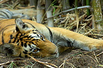 Bengal tiger (Panthera tigris tigris) cub at rest, Pench National Park, Madhya Pradesh, India