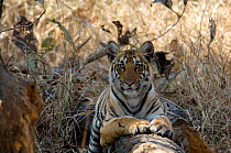 Bengal tiger cub (Panthera tigris tigris) Pench National Park, Madhya Pradesh, India